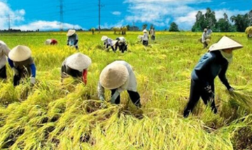 “Bà con nông dân bán lúa thì làm gì có hóa đơn” và giải đáp vướng mắc cho hộ kinh doanh